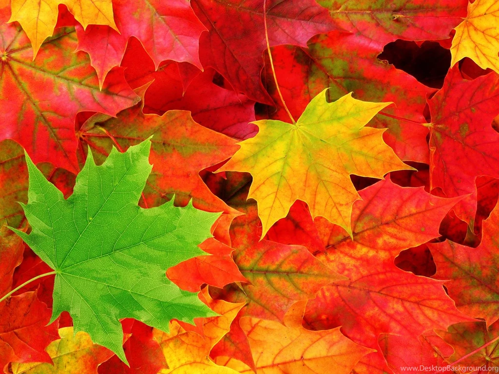 Wallpapers Autumn Leaves Wallpapers Cave
