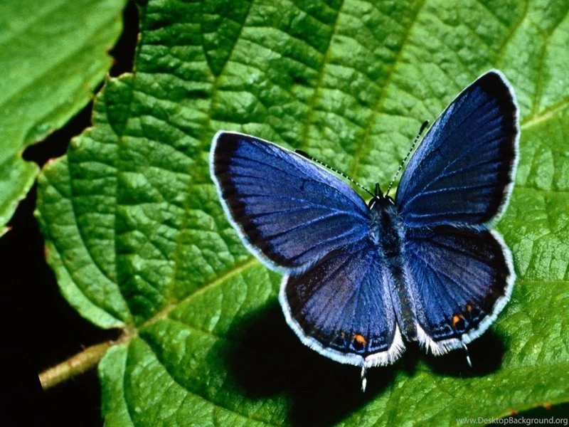 BEAUTIFUL BLUE BLUE BUTTERFLY ON GREEN LEAF – Animals Butterflies ...