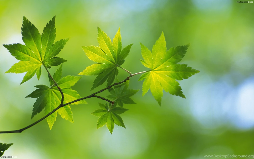 Beautiful Green Leaves Hd Wallpapers   ImgMob