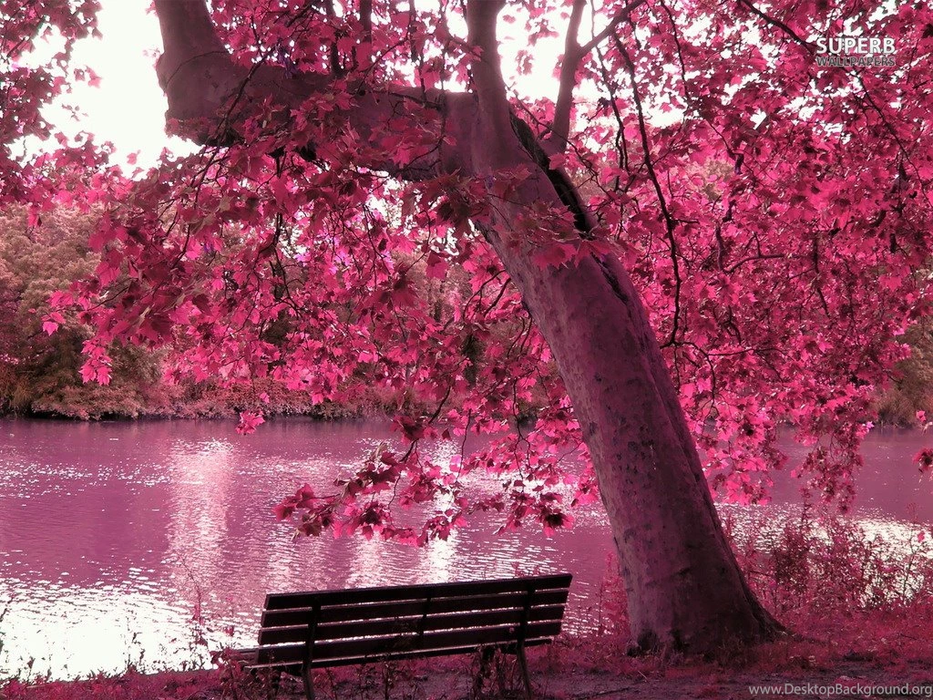 Beautiful Purple Autumn Leaves Hd Wallpapers 1024x768 IWallHD ...