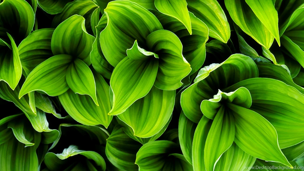 Green Leaf HD Wallpapers
