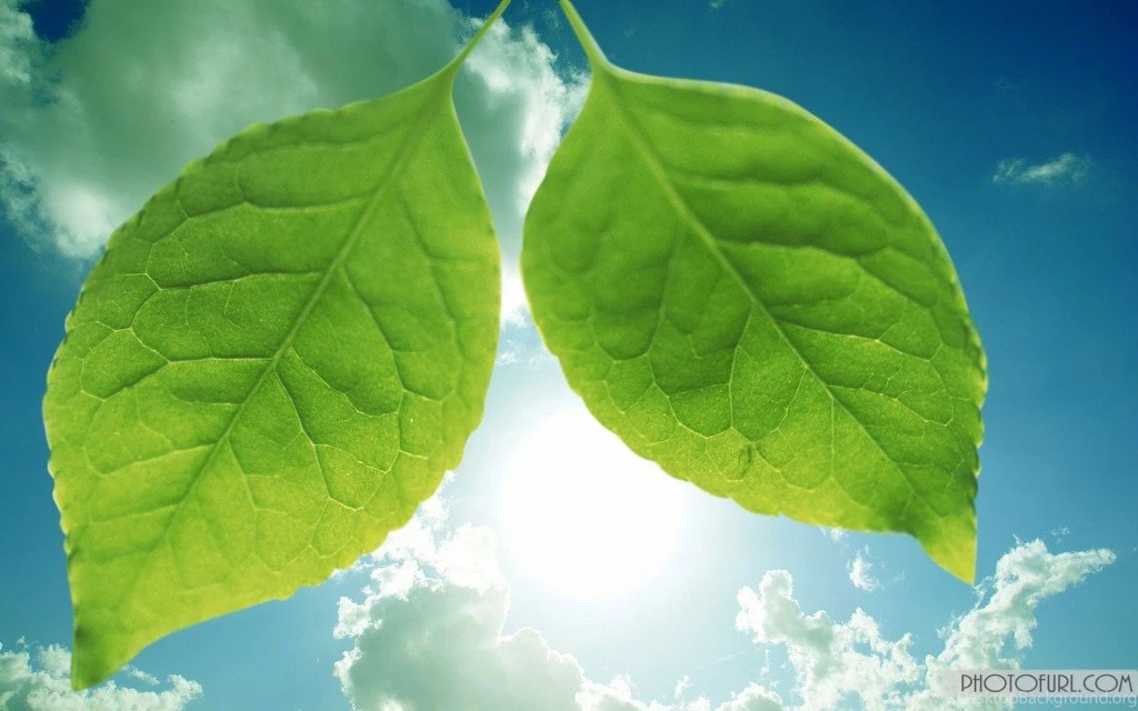 Leaf Wallpapers For Laptop