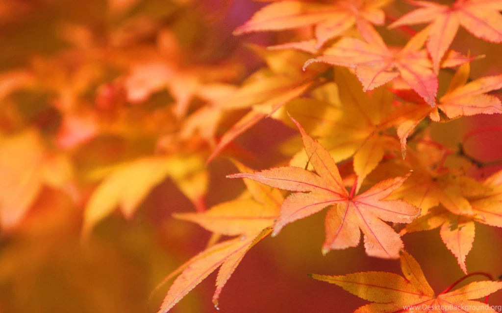 Wallpapers For Beautiful Red Leaves