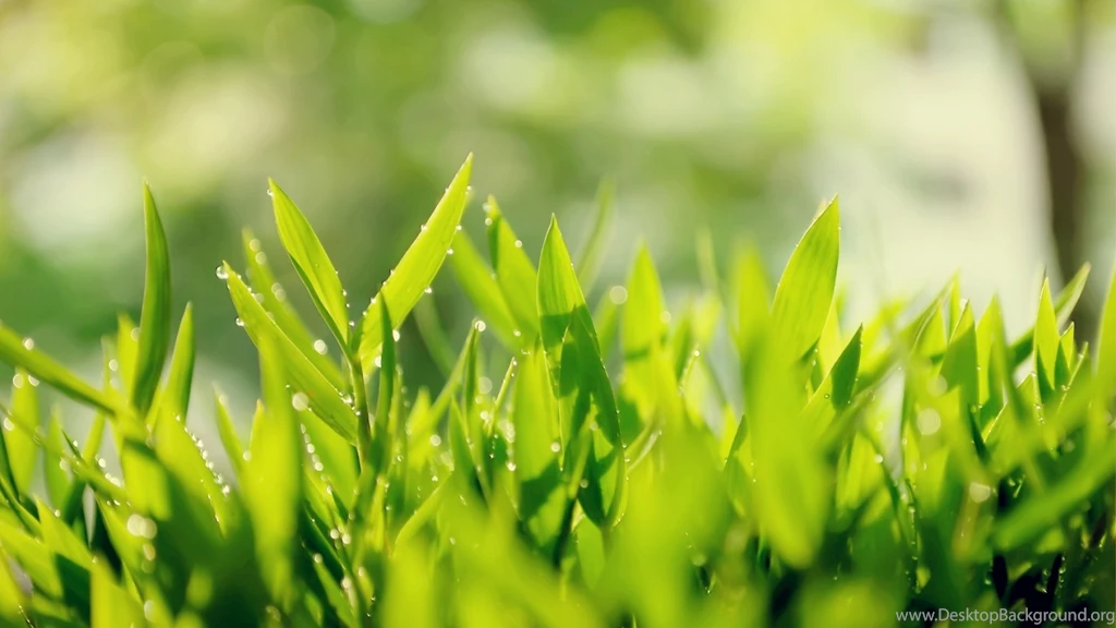 Top Tea Leaves Wallpapers