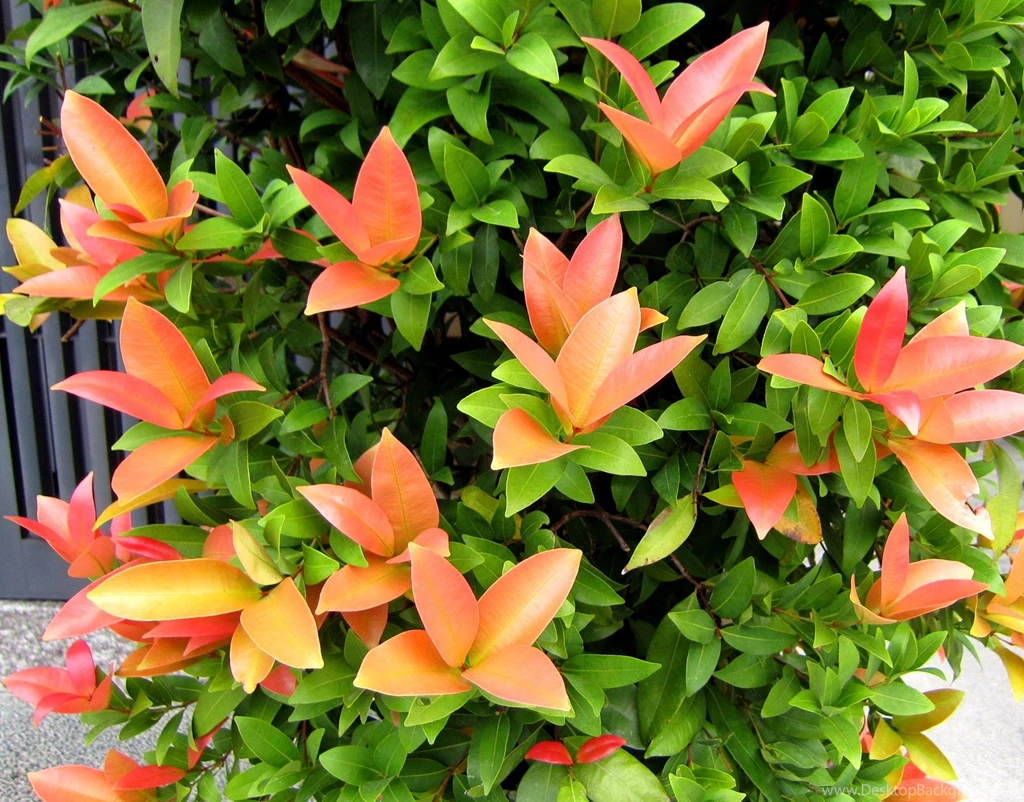 Beautiful Leaves >> HD Wallpaper, Get It Now!