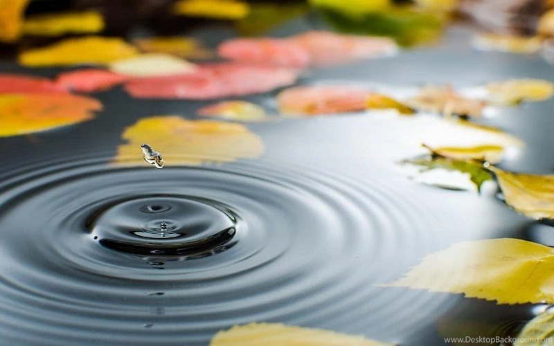 Water, Water, Autumn Leaves Beautiful Free Desktop Backgrounds And ...