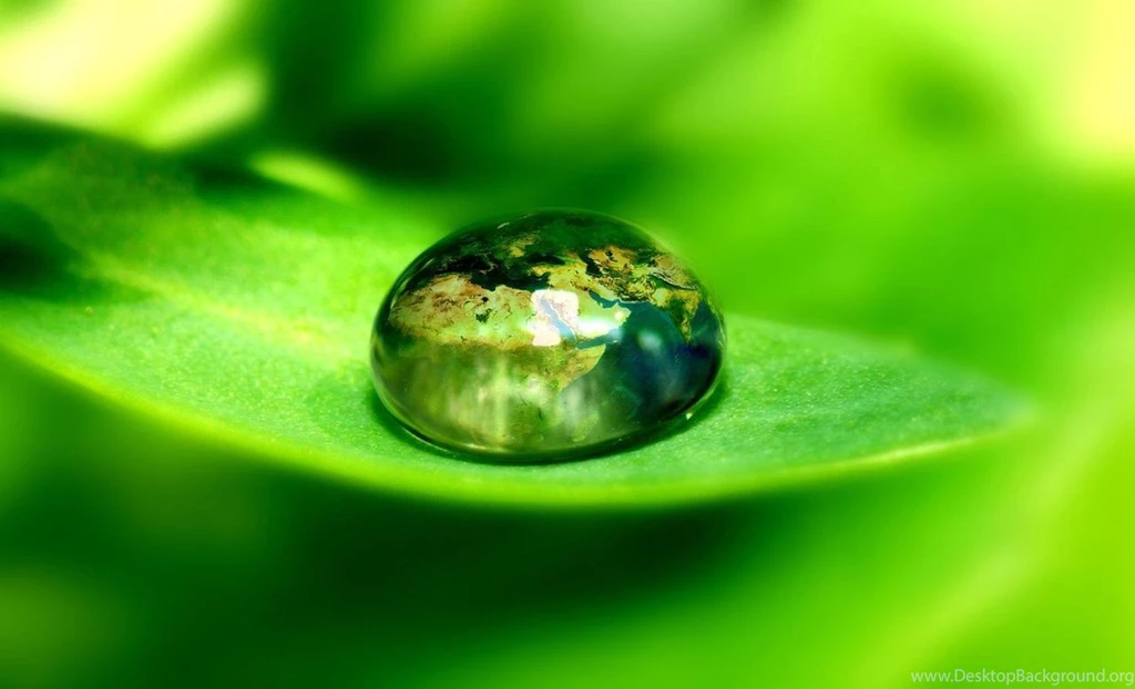 Cool Nature Pictures: Leaves Beautiful Wallpapers