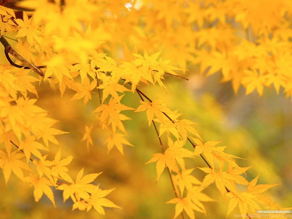 Autumn Tints,Goden Autumn, Beautiful Autumn Leaves Wallpapers ...