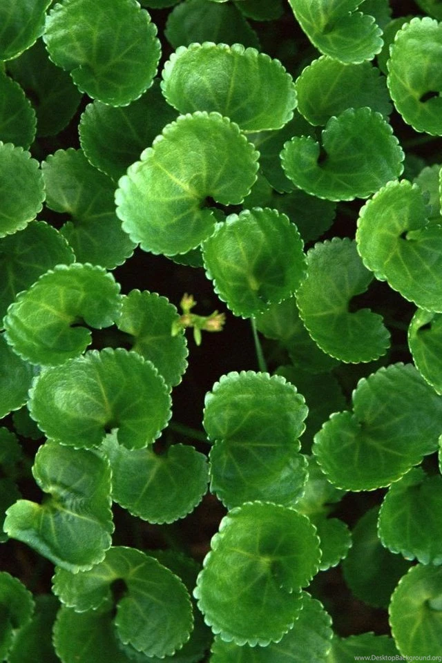 Beautiful Green Leaves Iphone Wallpapers iPhone Wallpapers Free ...