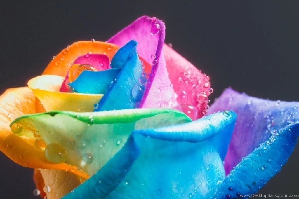 Rainbow Flower Wallpapers Wallpapers Cave