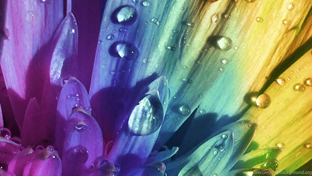 Rainbow Flower Wallpapers Wallpapers Cave