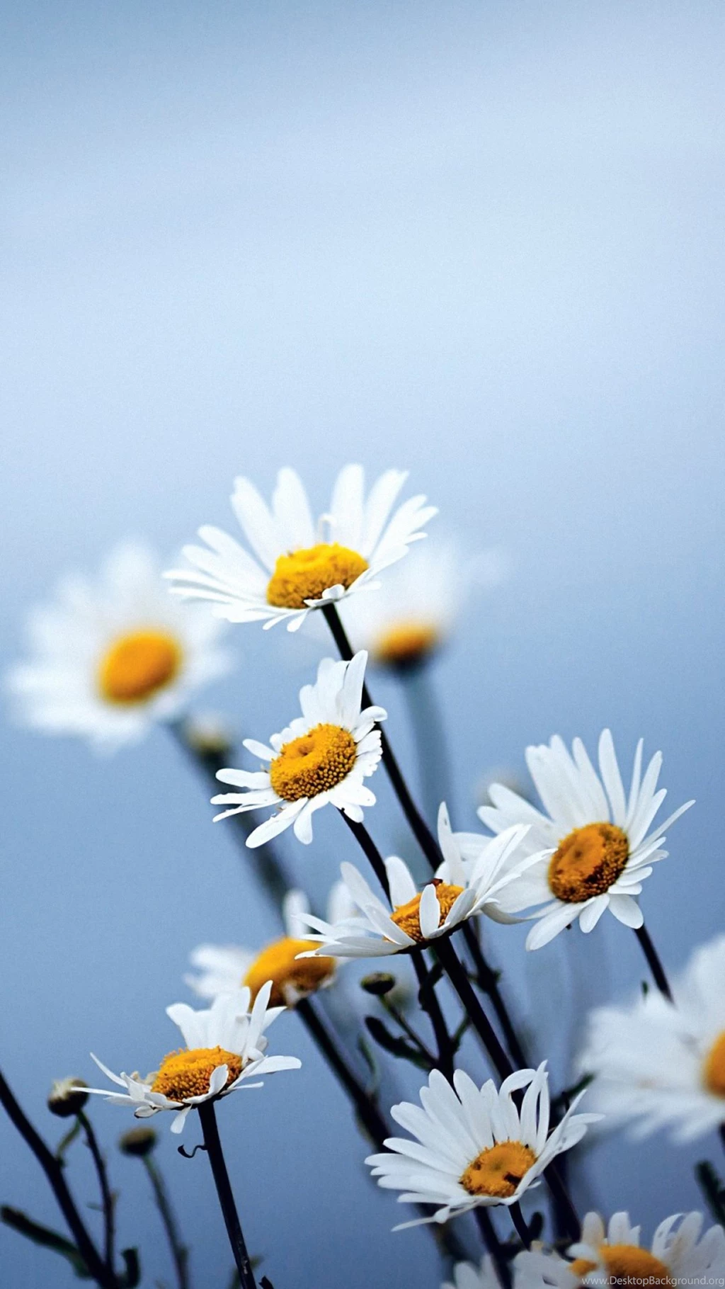 White Daisies Flowers Samsung Galaxy S4 S5 Wallpapers HD 1080x1920