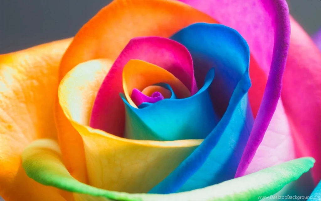Hd Wallpapers Free Download Beautiful Rainbow Flowers Wallpapers ...
