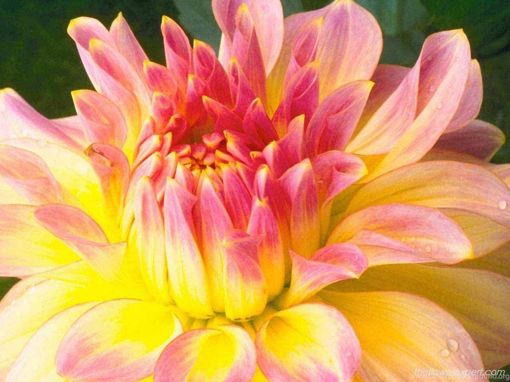 Exclusive Wallpapers On Beautiful Flowers The Flower Expert