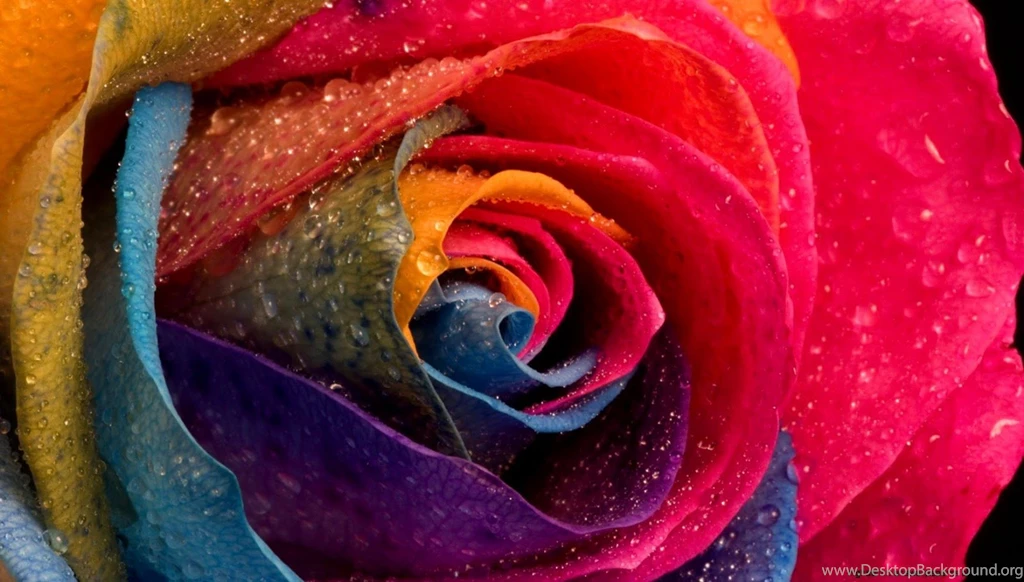 Multicolor Water Drops Roses Flowers Wallpapers