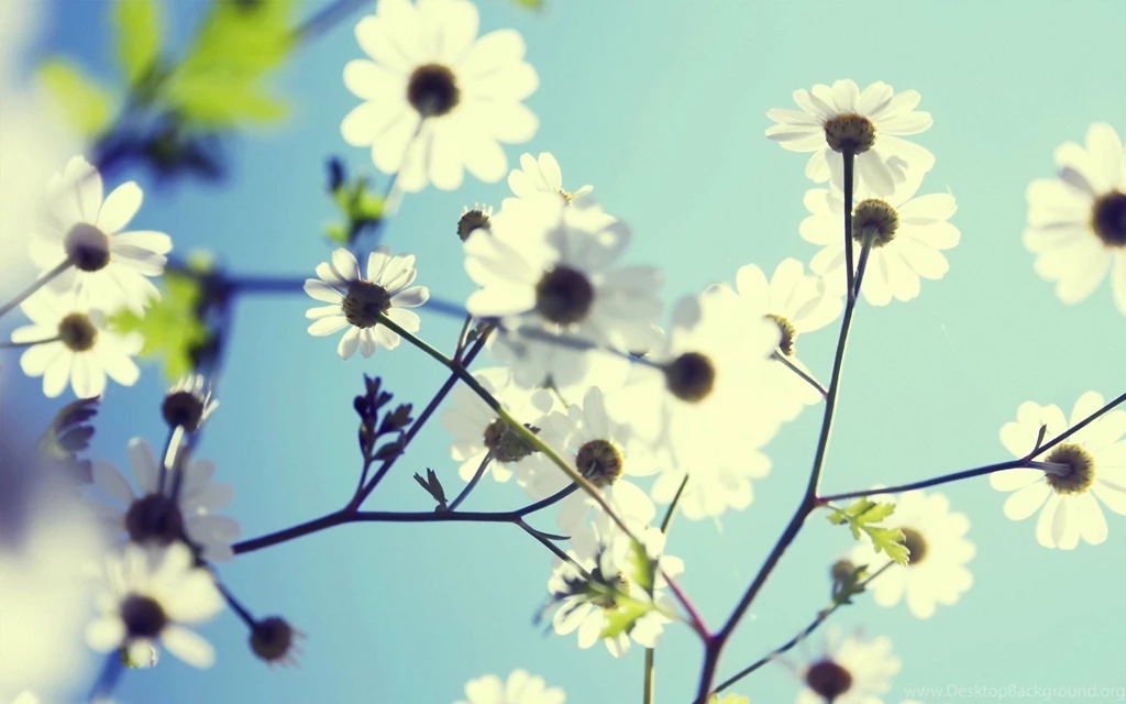 Mac Desktop Backgrounds Flower Best HD Desktop Wallpapers 1080p HD ...