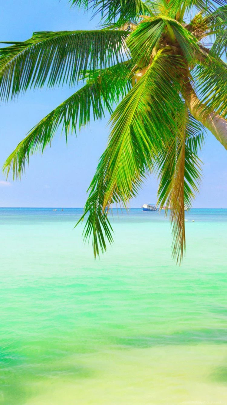 Fresh Sea – Coconut Tree iPhone 6 Wallpapers, iPhone 6 Backgrounds ...