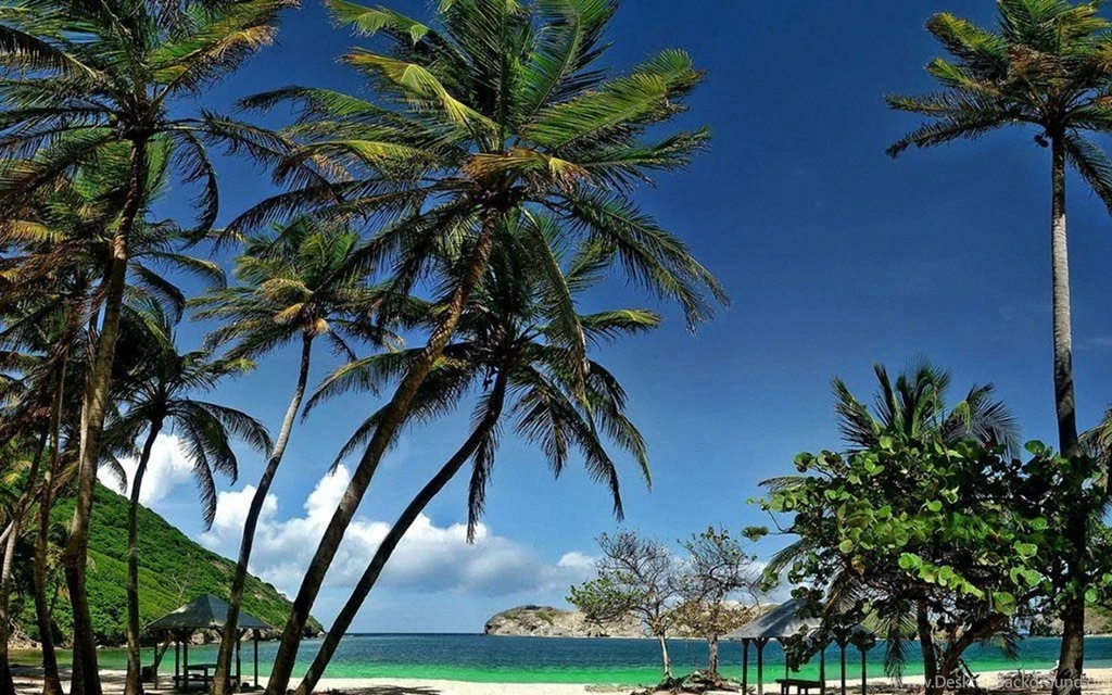 Coconut Tree 1440x900 Wallpapers,Guadeloupe 1440x900 Wallpapers ...