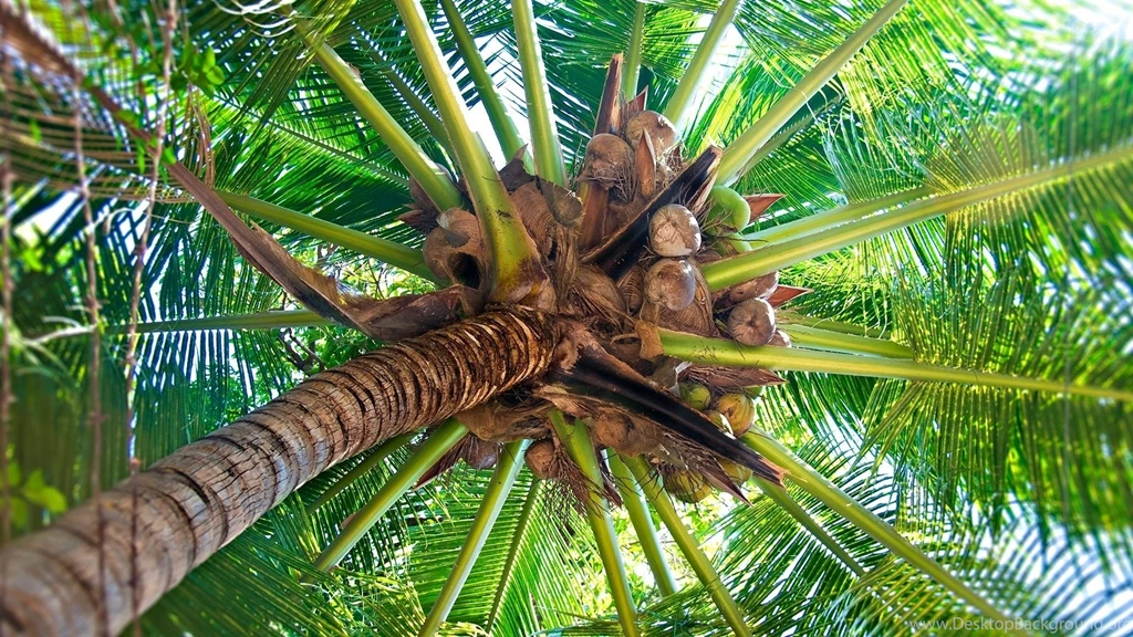Coconut Tree, 1920x1080 HD Wallpapers And FREE Stock Photo