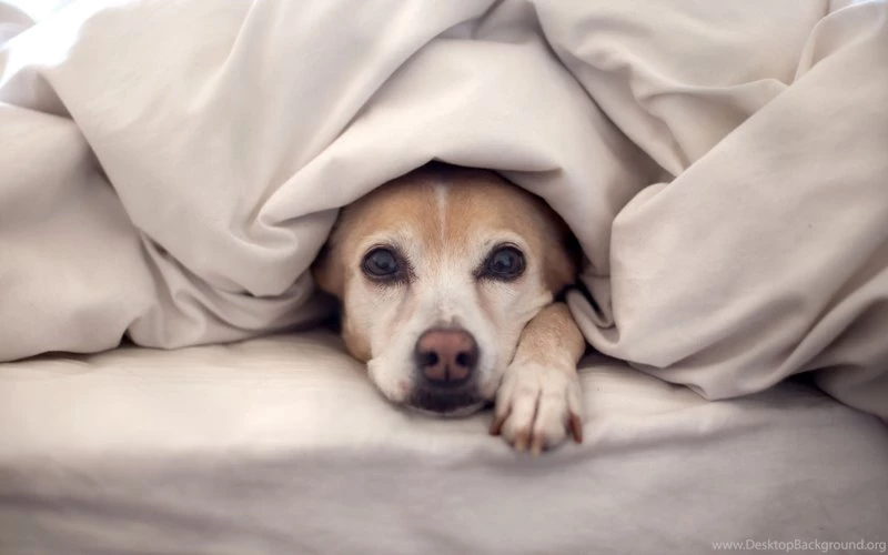 Pets Wallpapers ~ Toptenpack.com