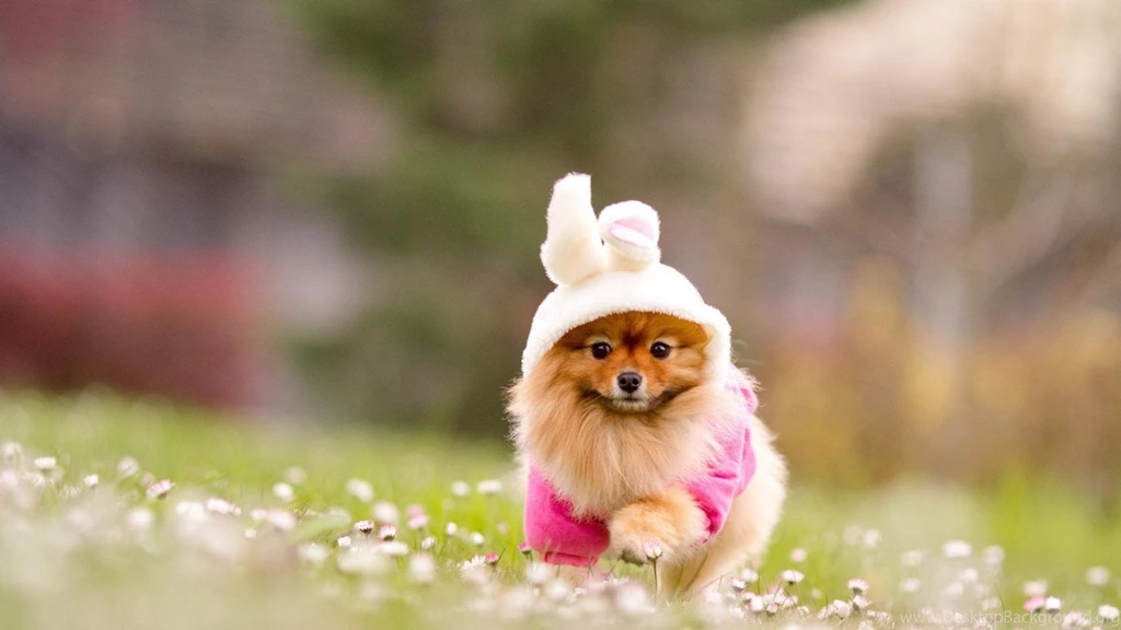 Cosplay Animals Dogs Pets Wallpapers