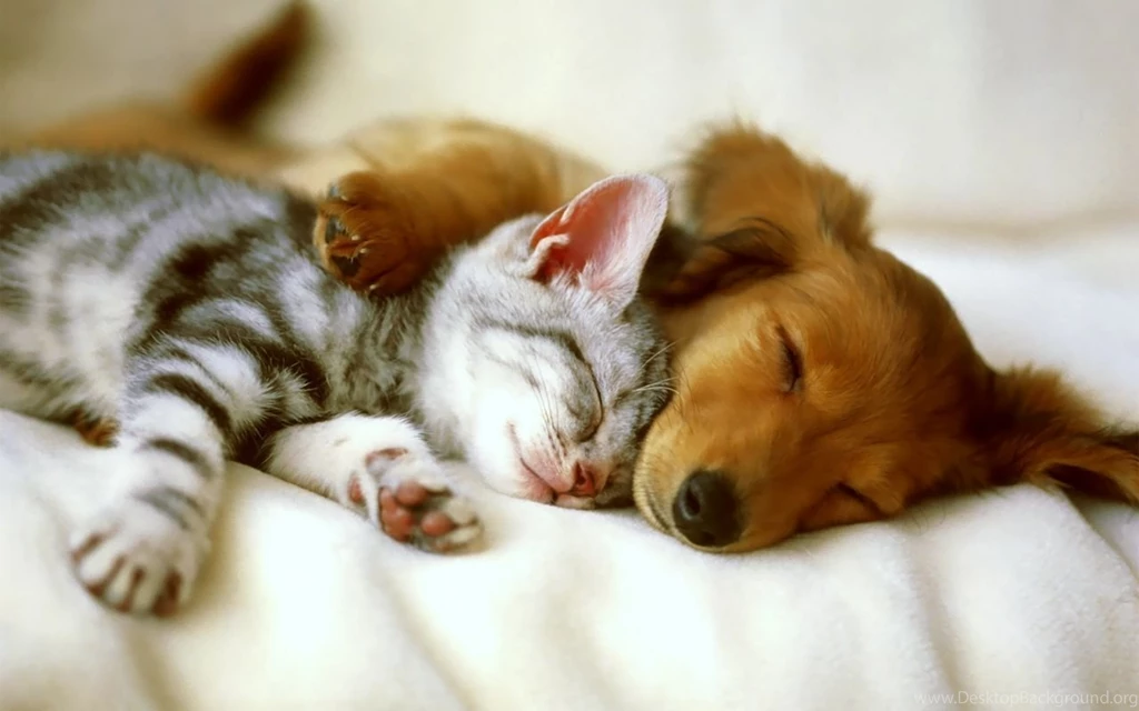 Wallpapers Animal Pet Puppy Awesome 200 1280 X 800 Animals Pets ...