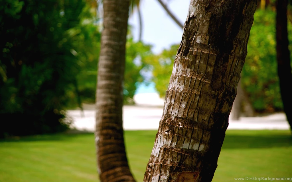 Theme Bin» Blog Archive » The Coconut Tree HD Wallpapers