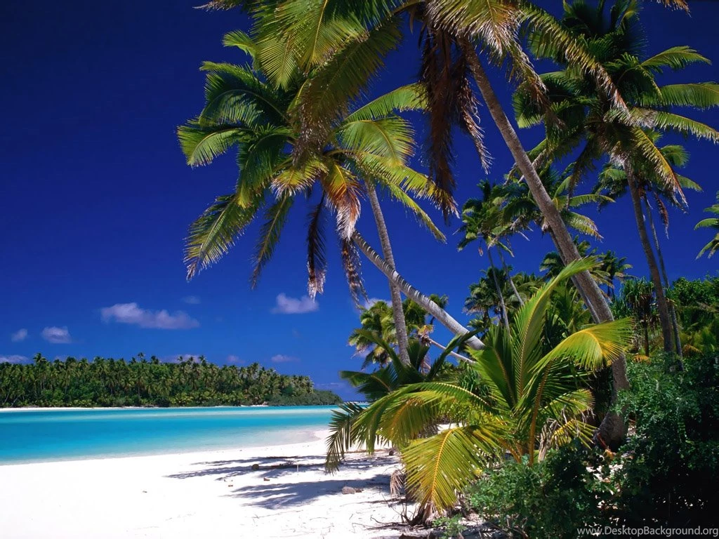 Wallpapers Pal The Beach Coconut Tree 1024x768
