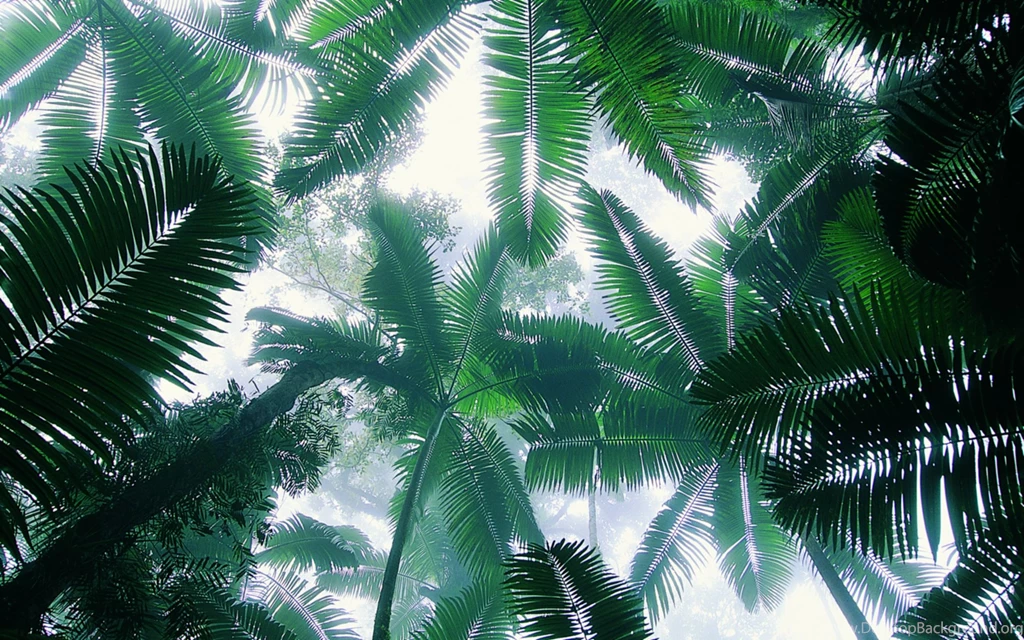 Beach Coconut Tree 20463