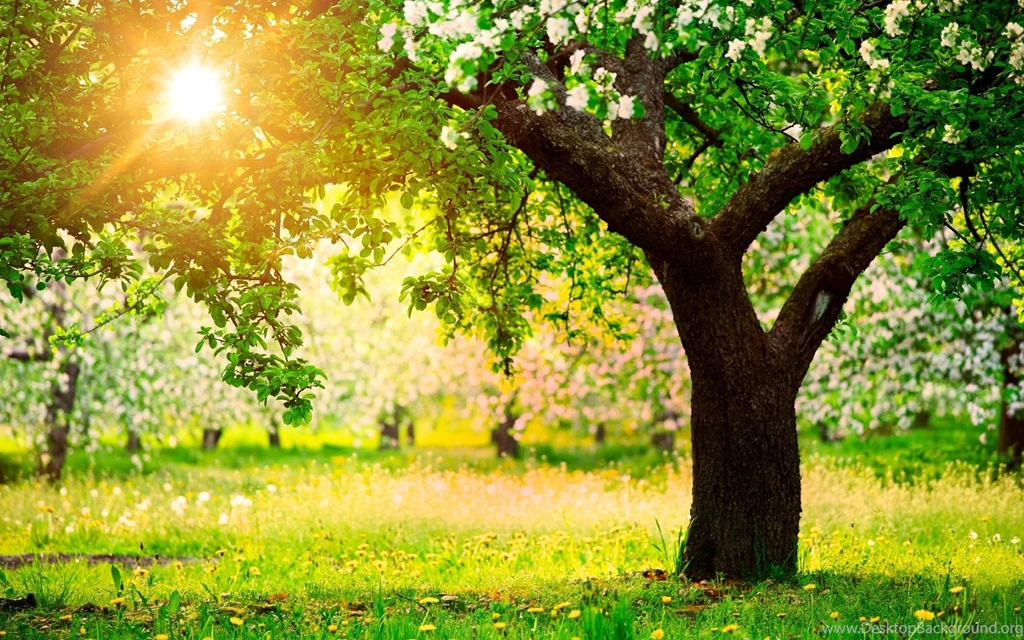 Widescreen Spring Wallpapers For Iphone Uncalke.com