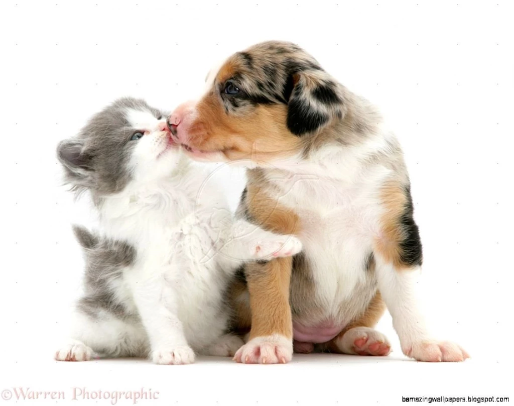 Cute Kittens And Puppies Kissing