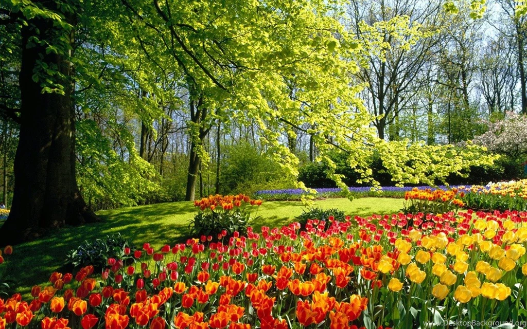 Spring Widescreen Wallpapers