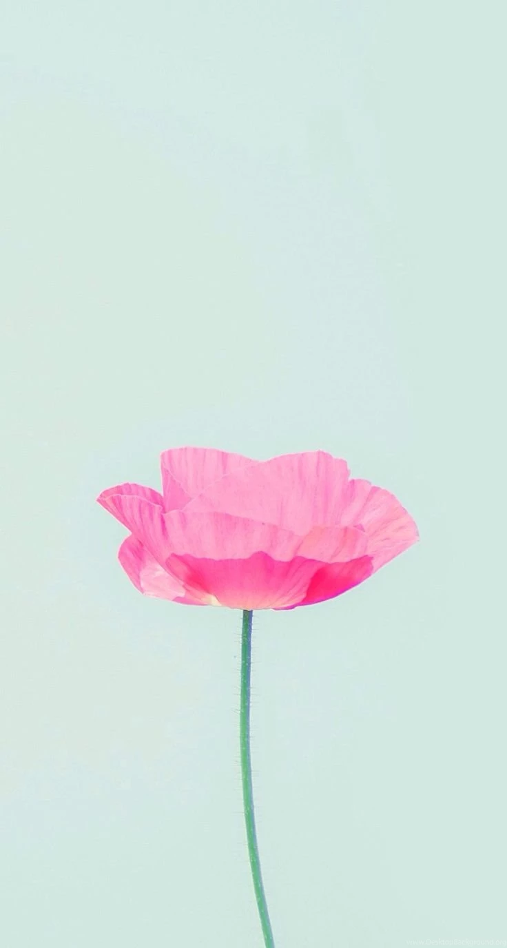 iPhone Wallpapers