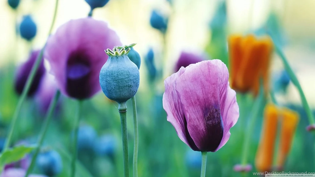 Purple Poppies HD Desktop Wallpapers : Widescreen : High Definition ...