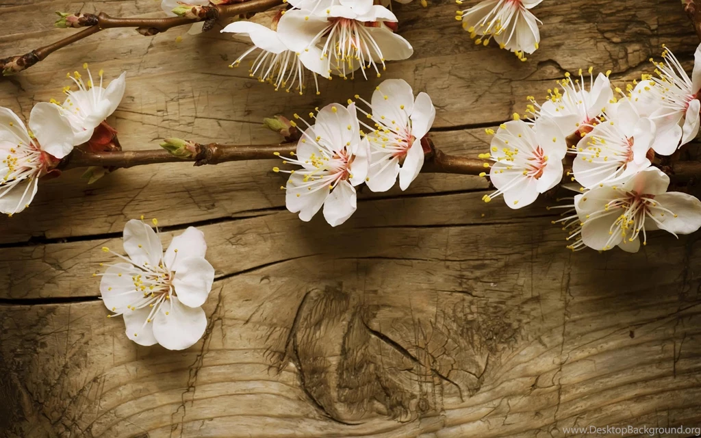 Spring Flowers Wallpapers Widescreen Wallpapers