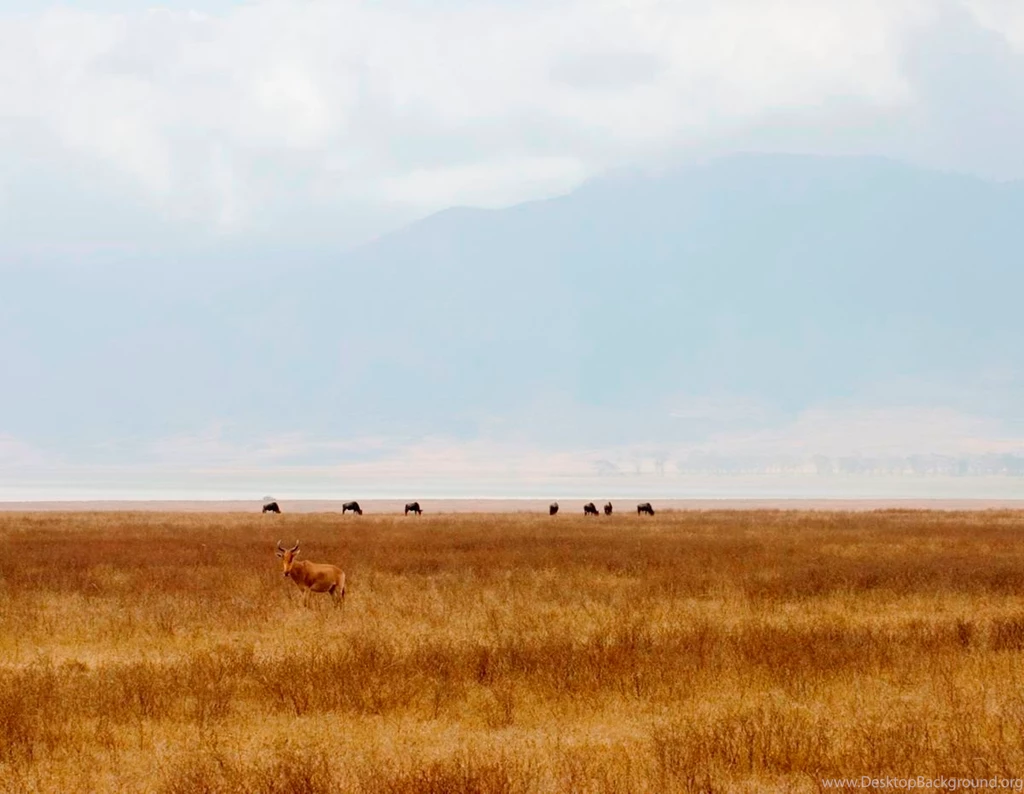 Safari Package 6 Days Is Among Top African Safari Travel Deals ...
