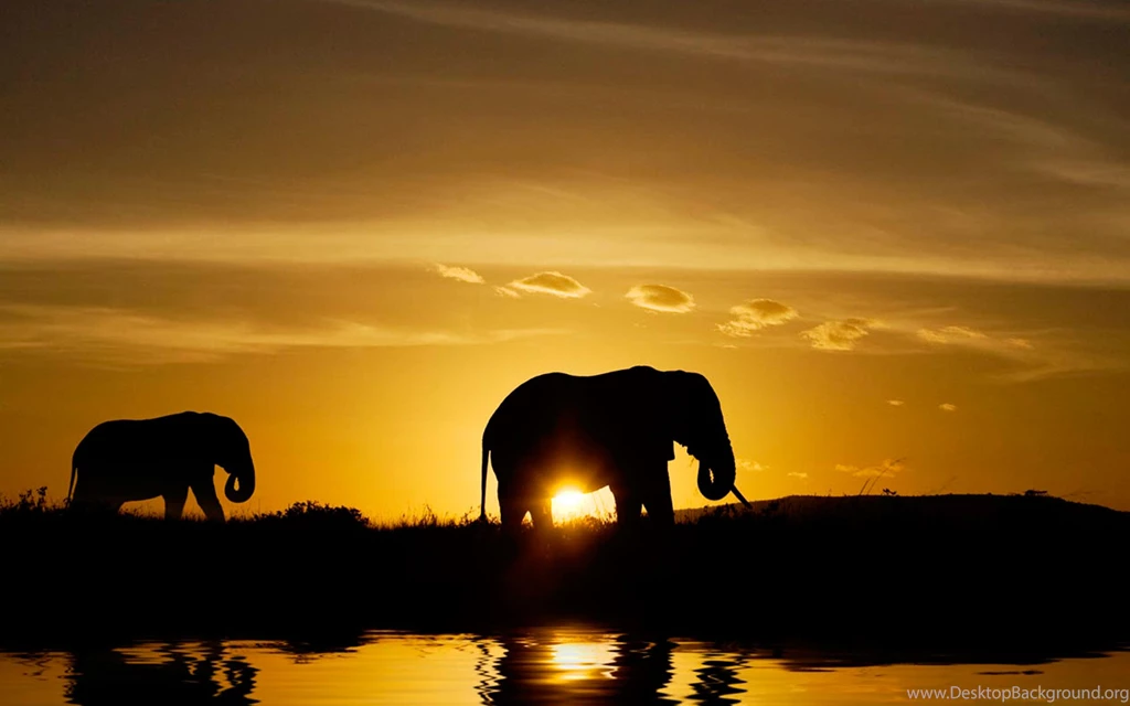 African Animals Wallpapers HD