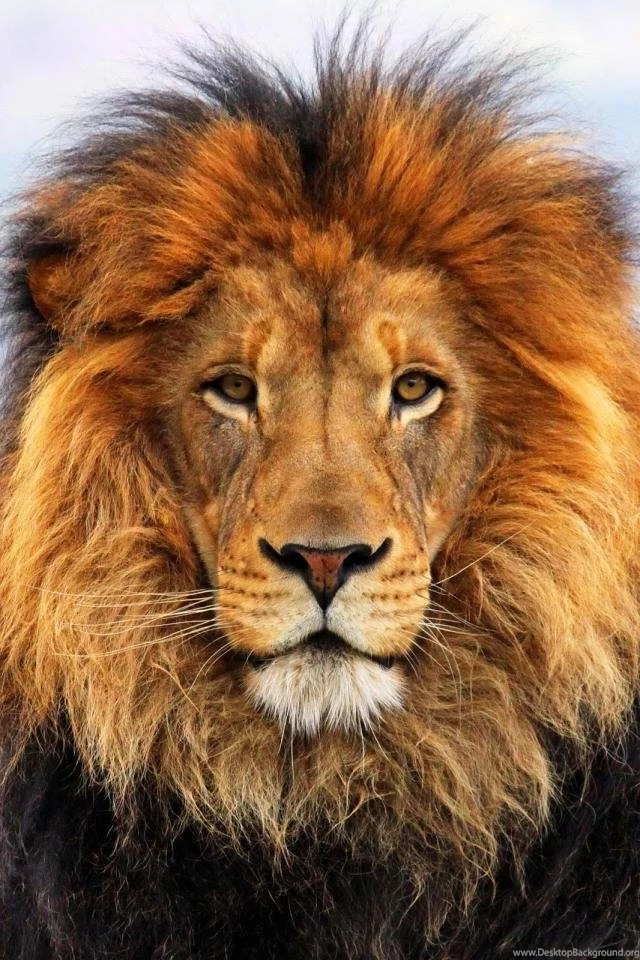 Iphone Safari Diego Animal Backgrounds
