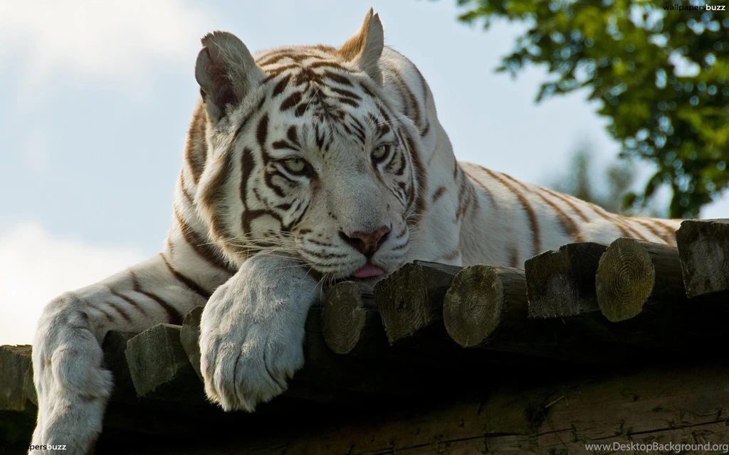 White Bengal Tiger HD Wallpapers