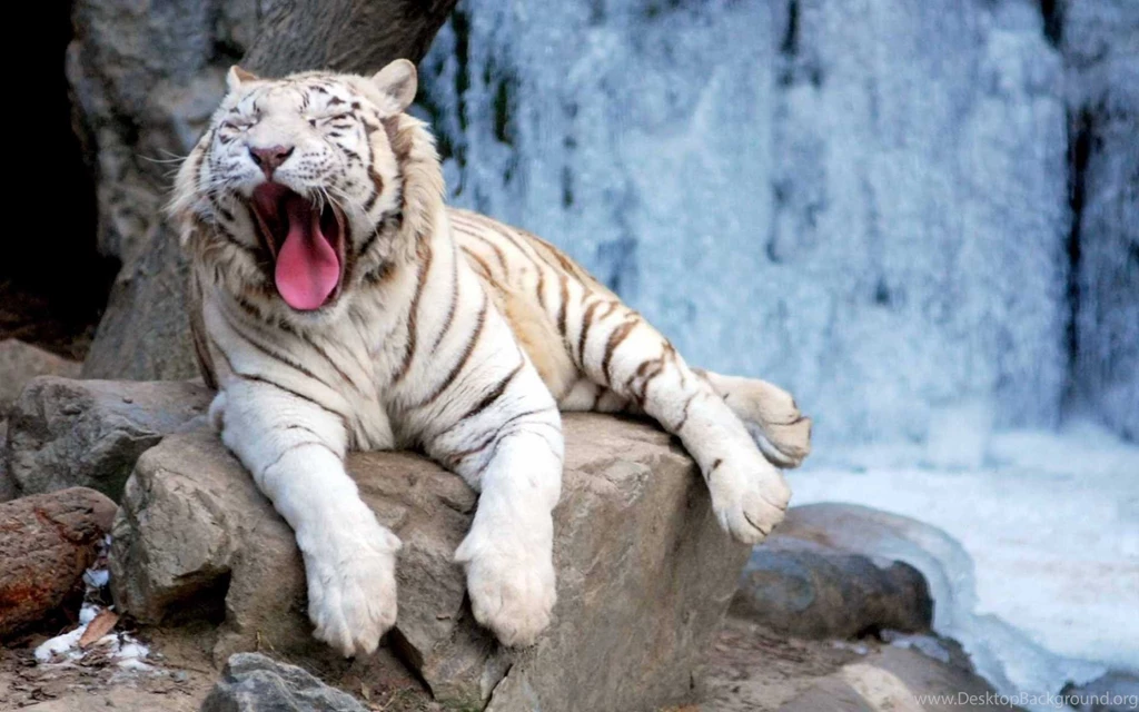 White Tiger Wallpapers Best Collection Of Tiger HD Wallpapers