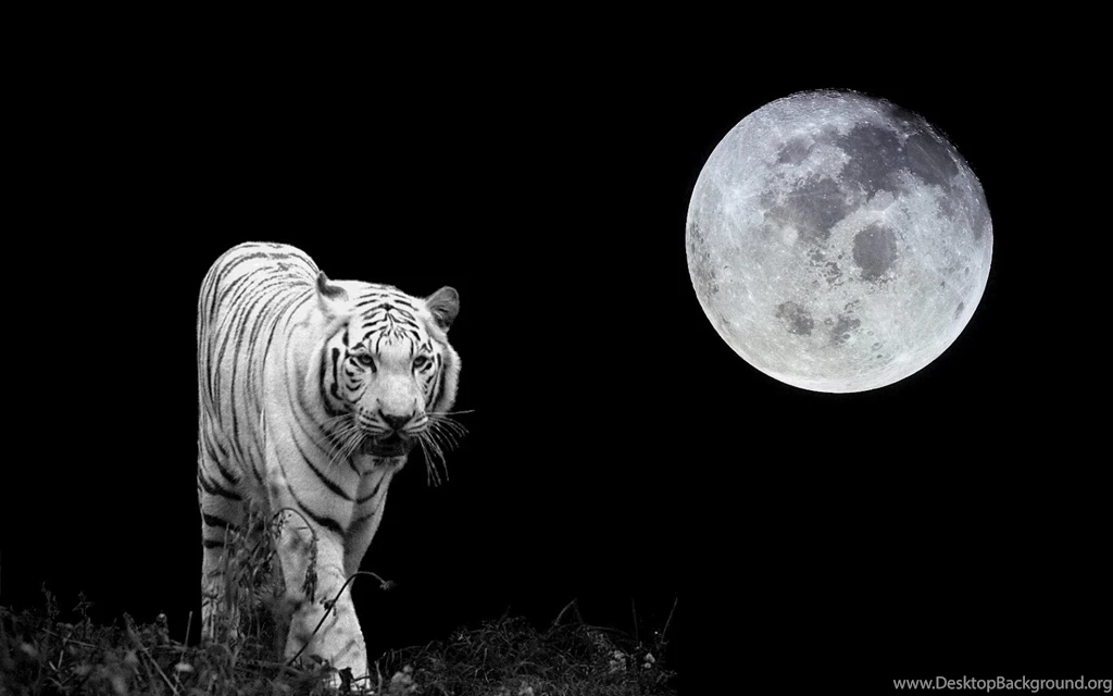Amazing White Tiger Wallpapers ~ Wallpapers & Pictures