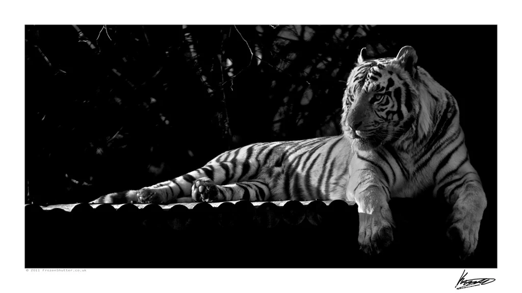 White Bengal Tiger 9804 By Kem2000 On DeviantArt