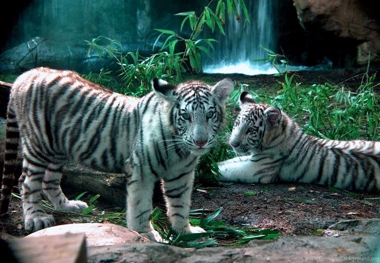 White Tiger Pictures