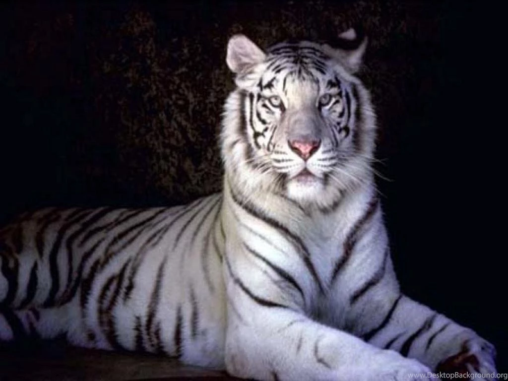 White Tiger Pictures