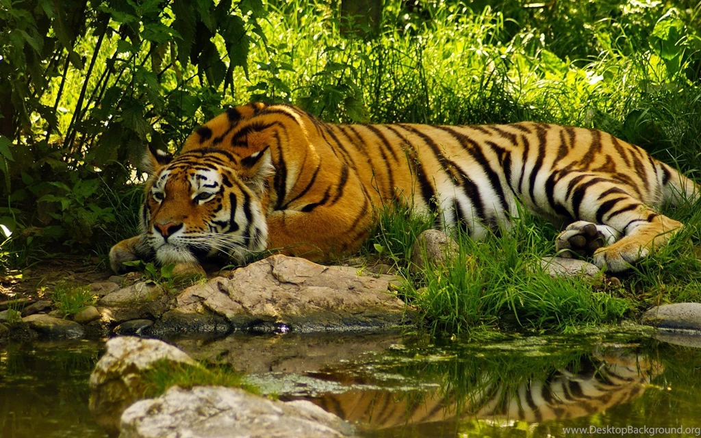 Image   Royal bengal tiger wallpaper.jpg   Simcountry   Wikia