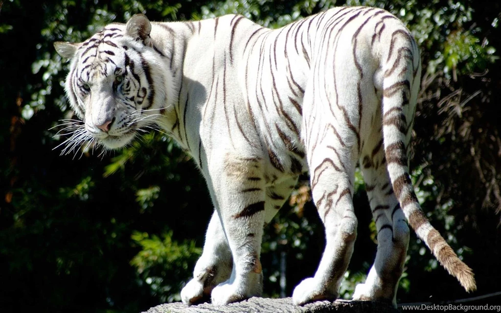 White Tiger Wallpapers Best Collection Of Tiger HD Wallpapers