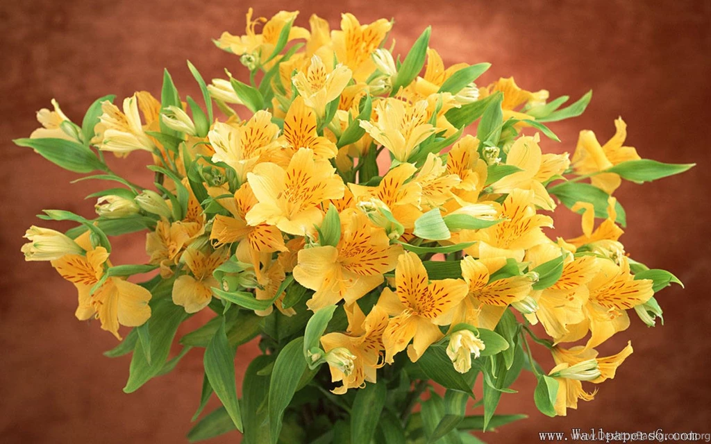 Beautiful Bouquet － Flower Wallpapers   Free Download Wallpapers ...