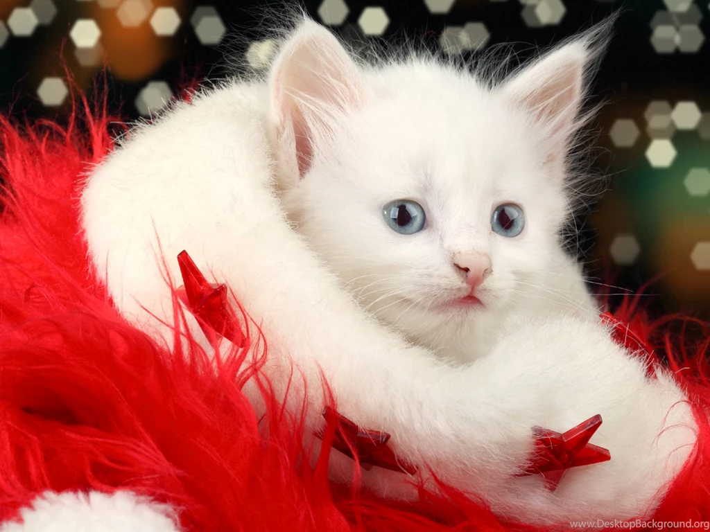 White Christmas Cat Wallpapers HD