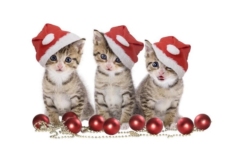 Christmas Cats Wallpapers
