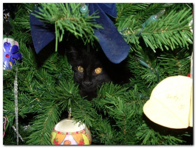 Christmas Cat Wallpapers